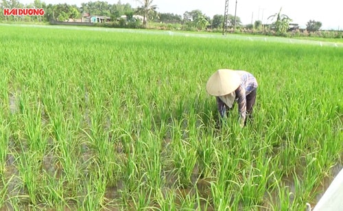 Chuột phá lúa gấp 10 lần năm trước